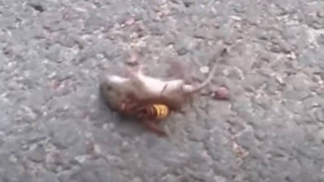 Vídeo mostra vespa assassina a matar um rato em segundos