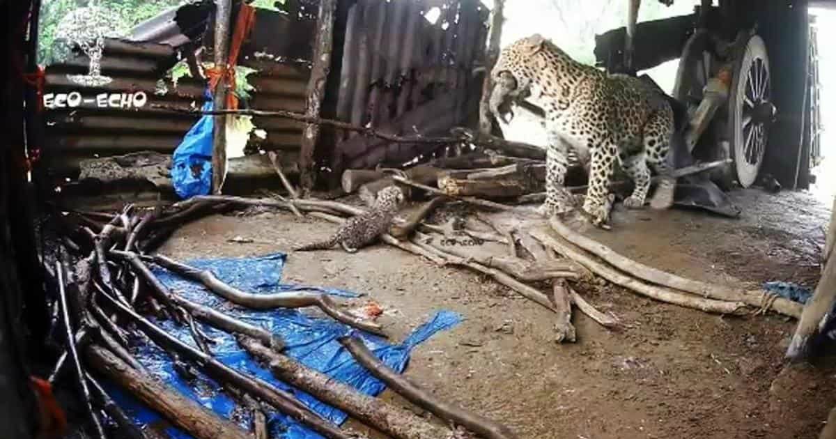 Mãe leopardo deu à luz numa cabana e levou as crias de volta para a selva