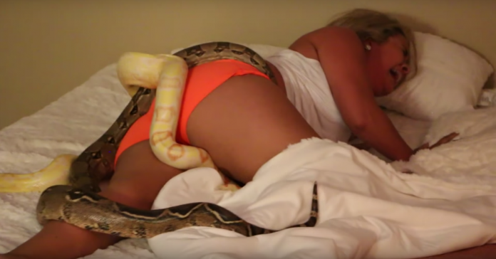 Rapaz acorda namorada com cobras gigantes