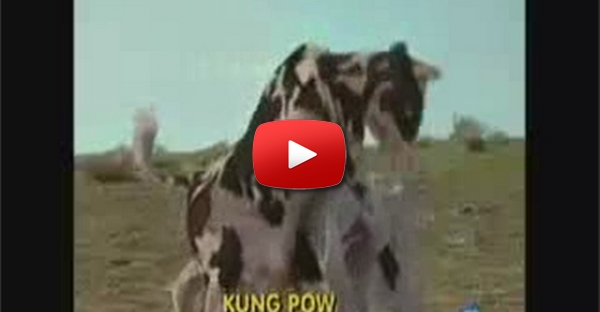 Kung Fu X Vaca