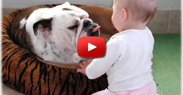Bulldog filhote brinca com bebé