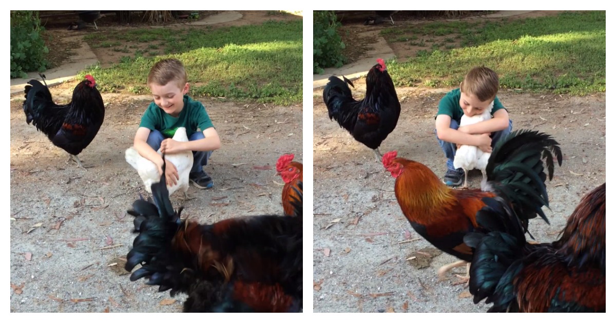 Uma criança pede um abraço: A reação da galinha vai-te deixar sem palavras
