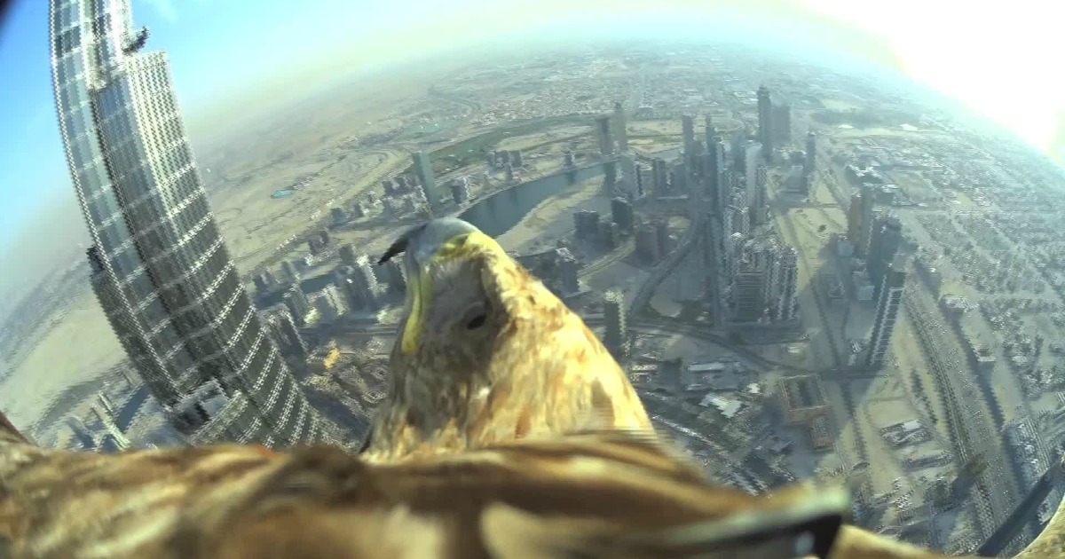 Águia bateu recorde de voo gravado do prédio mais alto do mundo no Dubai