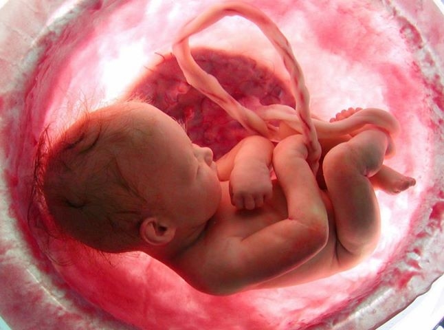 Os 9 meses de evolução de um feto em apenas 4 minutos