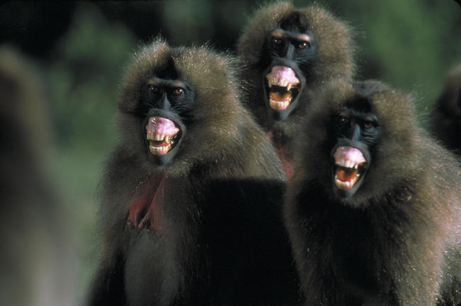 Macaquinhos