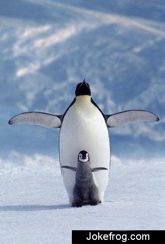 Pinguim