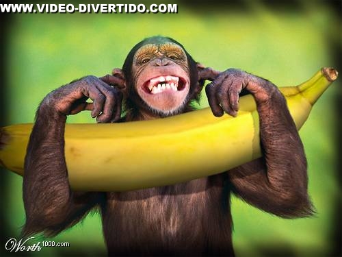 Macaco Contente
