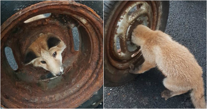 Bombeiros salvam raposa que ficou presa em roda enferrujada