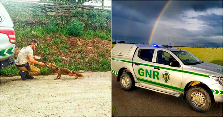 Raposa aproximou-se de militar da GNR para ser alimentada