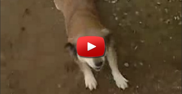 Cão a Rir