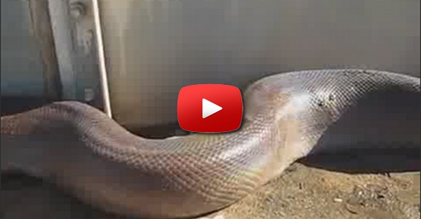 serpente engraçada