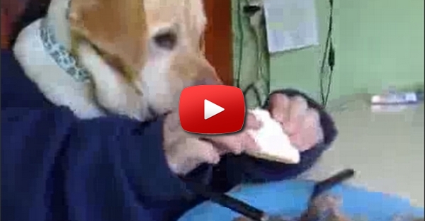 Educação Canina!!!!!!!!