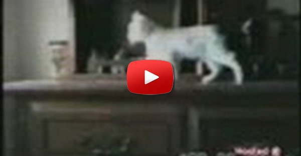 Gatos aTRAPALHADOS..LOL