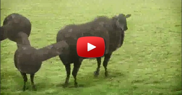 Vacas Vacas Vacas
