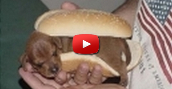 Cachorro