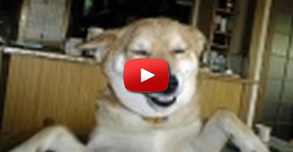 Cachorro Estiloso 2