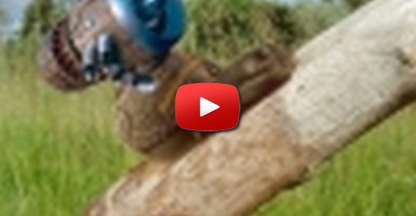 Caracol Armado 2