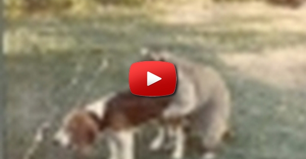 Procyon lotor casa com cão