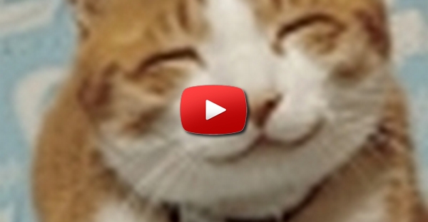 Gato Fixe 1