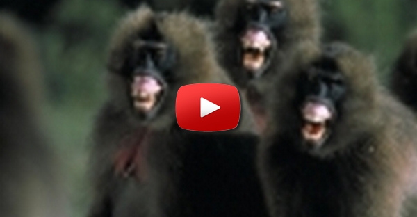 Macaquinhos