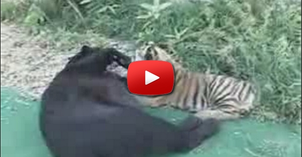 Pantera negra adopta tigre