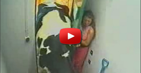 A vaca assasina