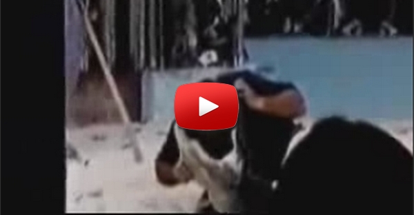 Cão Crodilo come cabeça de homem