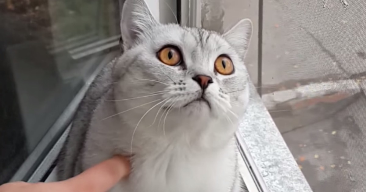 Um gato extremamente concentrado!