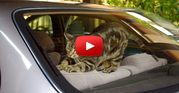 Gato no Carro