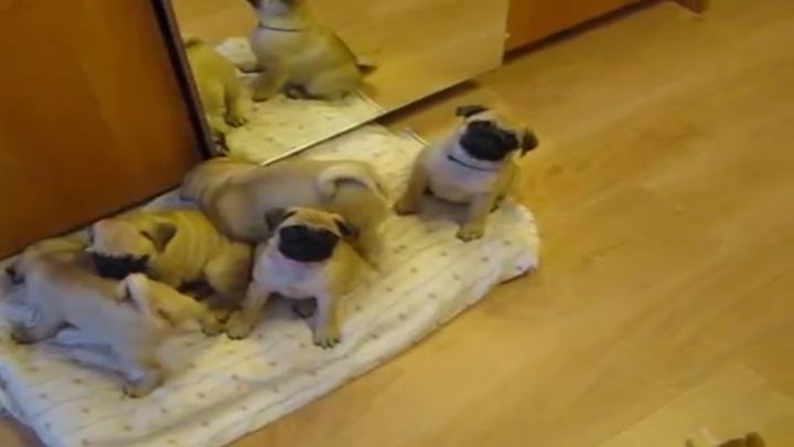 Cachorrinhos de raça Pug dão “Bom Dia” ao seu dono