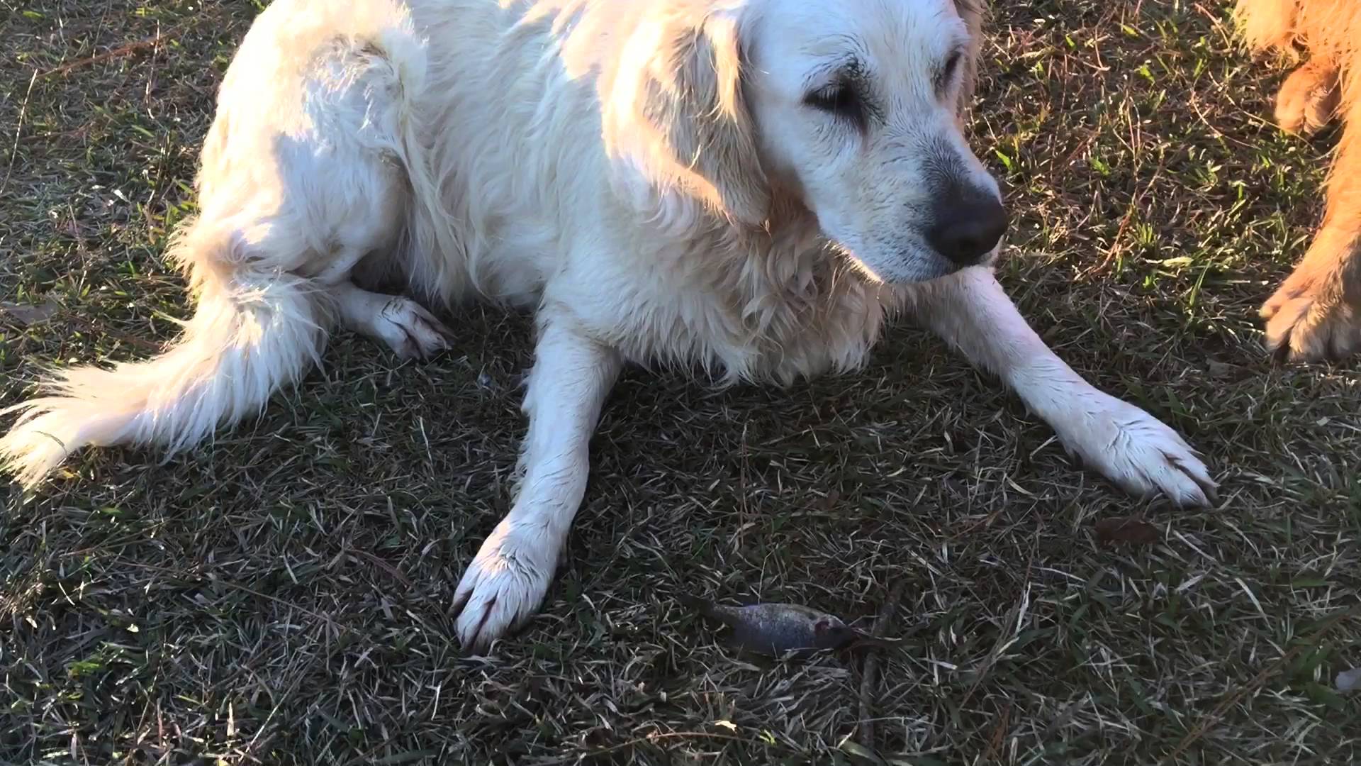 Golden Retriever inteligente usa pão como isco para apanhar peixes no lago