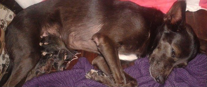 Cadela adota e cuida de 7 gambás bebés