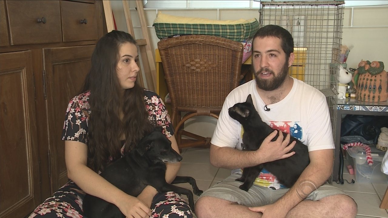 Casal cria projecto voluntário de castração e cuidados com gatos abandonados