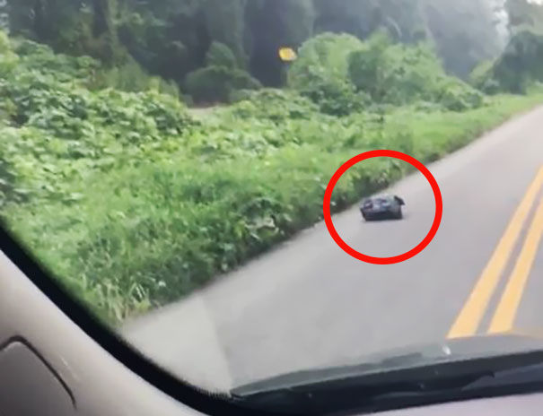 Mulher vê saco do lixo a mexer-se na estrada, parou o carro e salvou uma vida