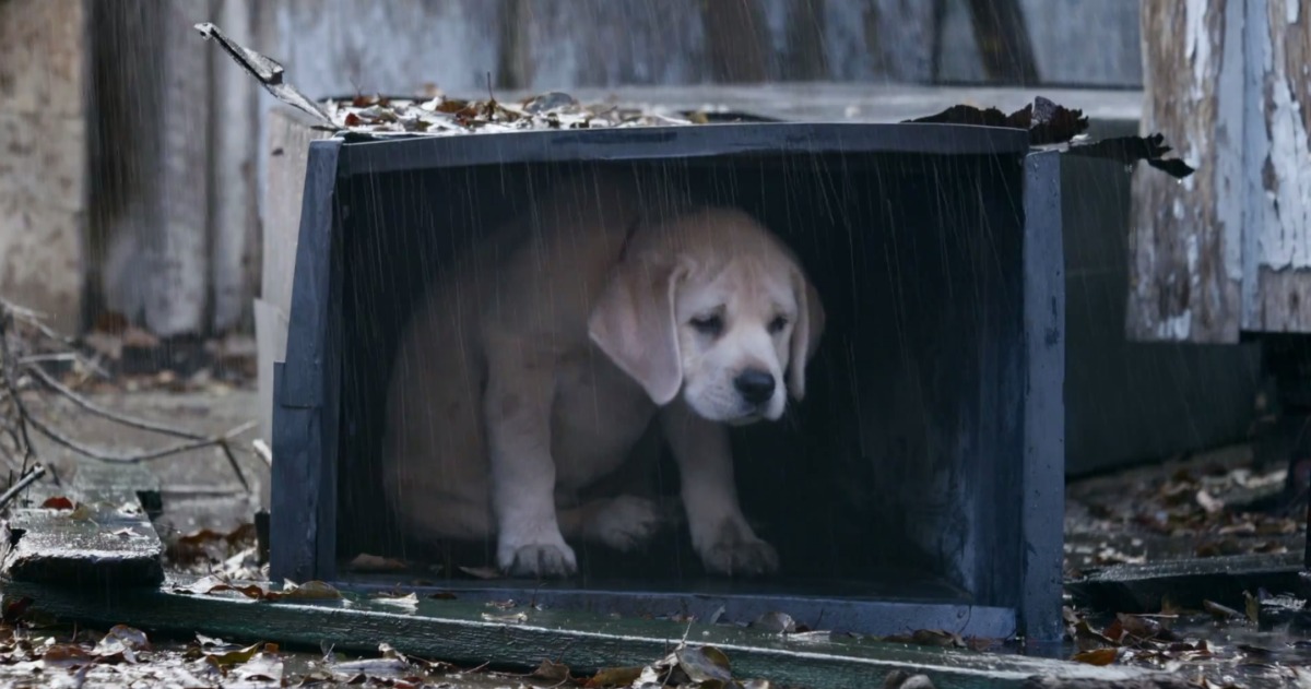 Este é o novo anúncio da Budweiser que te vai emocionar (outra vez)
