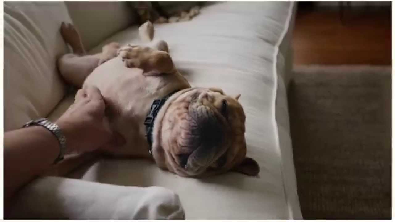 Este cão espera à porta: O que acontece depois irá te fazer sorrir!