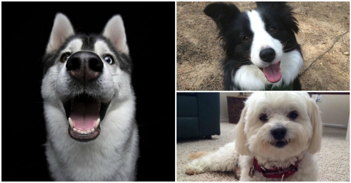 25 fotografias com os cães mais sorridentes da internet