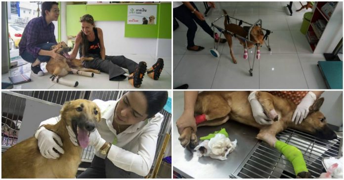 Cão que teve as patinhas cortadas, recebe próteses que o enchem de alegria