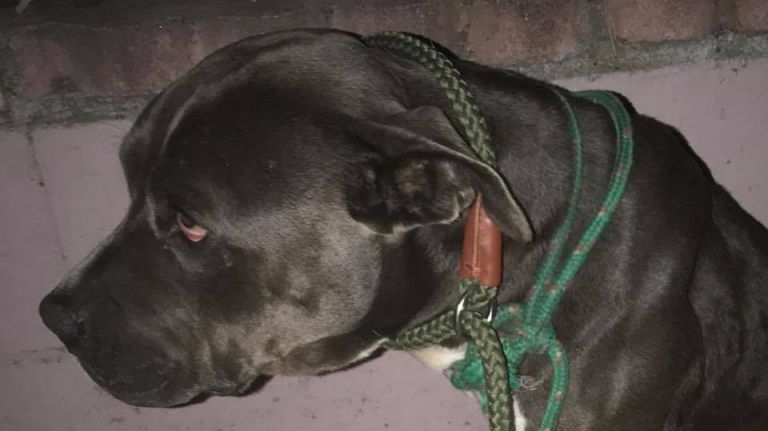 Abuso físico e sexual causa a morte de cadela nos EUA