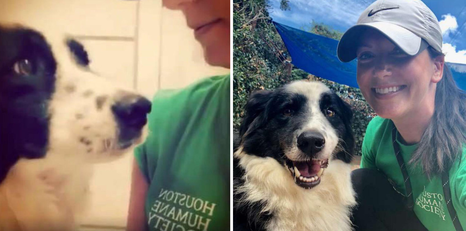 Cão fica depressivo após ser abandonado por tutores em abrigo