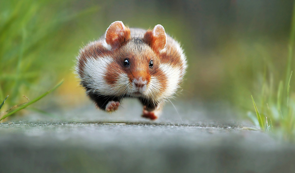 As 40 imagens mais cómicas da vida selvagem