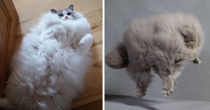 52 dos gatinhos mais fofinhos do Mundo