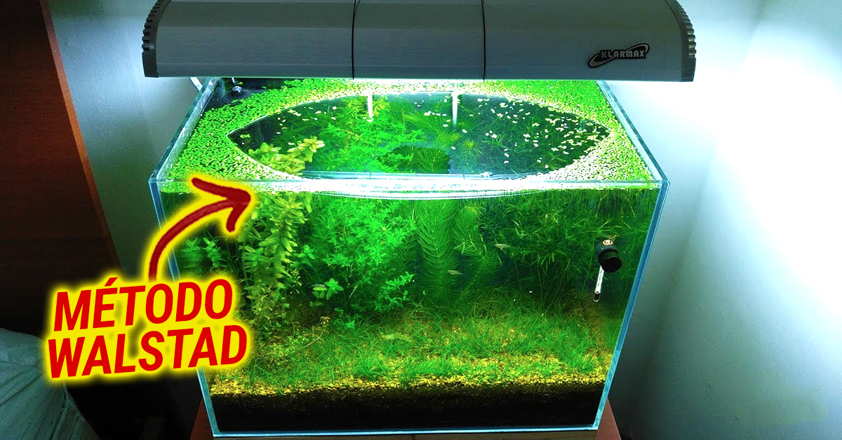 Um aquário utilizando o método Walstad: sem filtro, sem CO2 e sem fertilizante