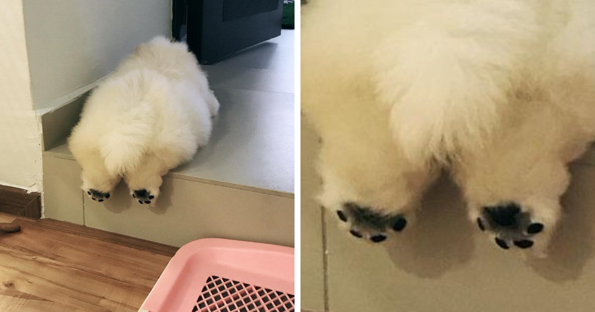 Puffie, o cão de raça chow-chow que está a derreter o Instagram
