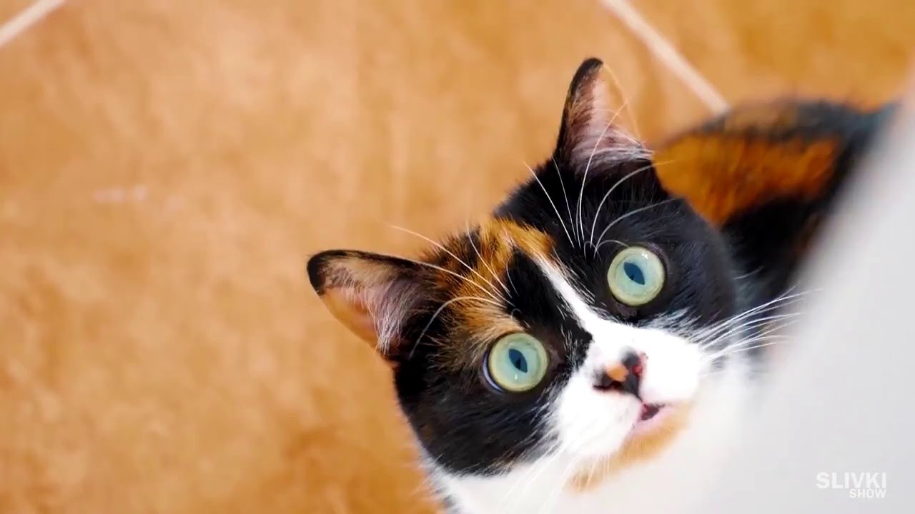 Como construir uma tenda para o teu gato com dois cabides e uma t-shirt
