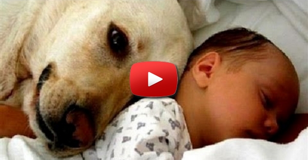 A reação cães e gatos ao verem os bebés da família pela primeira vez... BRUTAL!