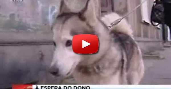 Cão vai todos os dias para a rua onde viu o seu dono pela última vez