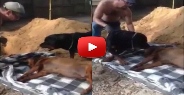 Cão não entende porque o seu amigo prestes a ser enterrado não acorda