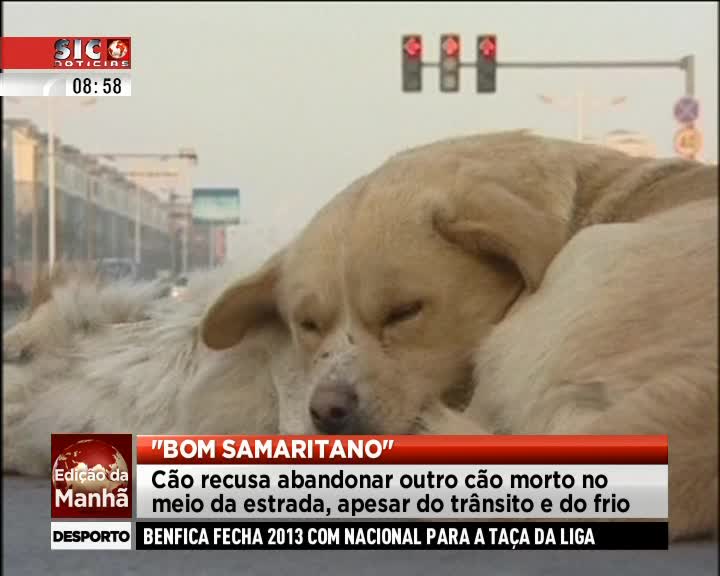 Cão recusa-se a abandonar amigo morto no meio da estrada