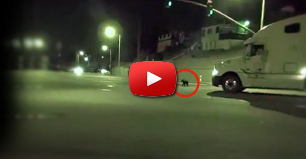 O salvamento do cachorrinho Ozzy que foi abandonado no meio da estrada